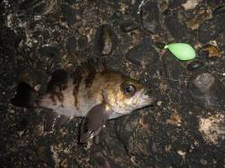 メバル調査中～岡田浦漁港で良型のメバルが引…