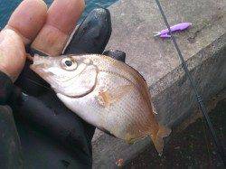 兵庫突堤、キワキワでやっと釣れました。