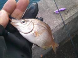 兵庫突堤、キワキワでやっと釣れました。