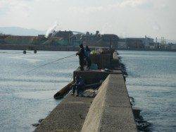 忠岡木材コンビナートの４番中波止で貴重な一本！