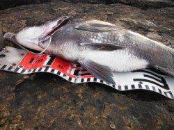 北側石畳で、待望の『チヌ』が確認出来ました♪