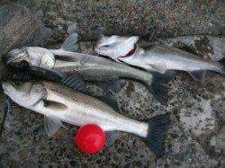 大津川尻では午後4時頃からアタリが頻繁に♪