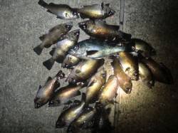 神戸空港メバル！やっぱりシロウオ！！