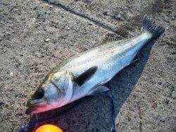 旧水上警察で45cmクラスのハネ♪