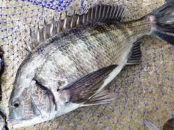 貝塚人工島　チヌにスズキ！