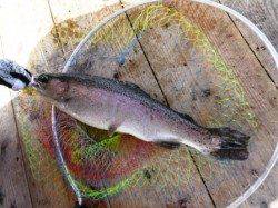 田尻の釣り堀リアル　今の狙いものは！