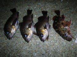 神戸空港のメバル！シラサで浮かせて食わせる！