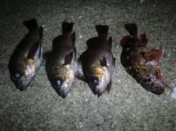 神戸空港のメバル！シラサで浮かせて食わせる…