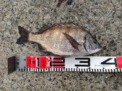 【シラサエビでチヌ！】南芦屋浜リアル