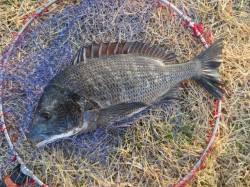 紀ノ川・土入川河口ではチヌが好調～♪
