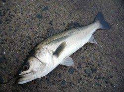 大津川尻へエビ撒き釣り、雨上がりもハネ♪