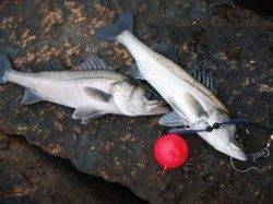 風が強くてもハネ♪泉大津RT！夕方