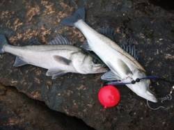 風が強くてもハネ♪泉大津RT！夕方