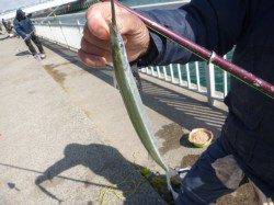 【寒くてもサヨリ釣れるぞ！】大蔵海岸リアル