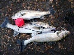 雪が舞っておりましたが！泉大津RT！夕方