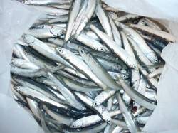 雑賀崎親子釣りパークでイワシ大爆釣！ 