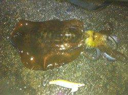 串本でエギング、初のキロアップ＆自己記録更新♪