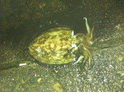 串本港で今年初のエギング、釣れたのはコウイカ♪