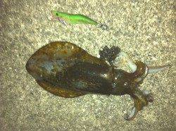 串本港でエギング、新規ポイントでの調査。