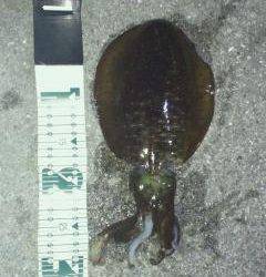 串本港でのエギング釣果