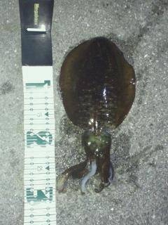 串本港でのエギング釣果