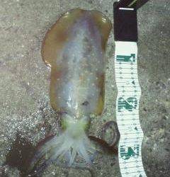 串本港でのエギング釣果