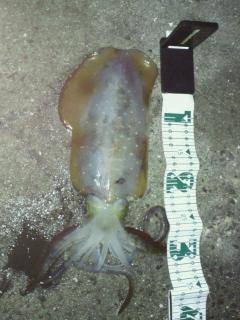 串本港でのエギング釣果