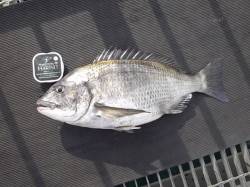 とっとパーク小島、カゴぶっこみで良型チヌ♪…