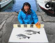 黒島の筏でナイスサイズのチヌ上がってます！…