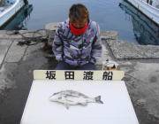 黒島の筏 チヌ48cm釣果