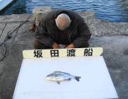 黒島の筏でチヌ！20日筏釣り釣果