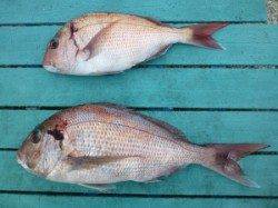 沖一文字でマダイ！ ナイスサイズです☆