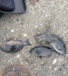 東系の風で釣り辛い中5枚は大漁です！