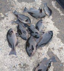 大島～白崎でフカセ、グレ9枚の釣果☆