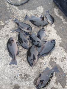 大島～白崎でフカセ、グレ9枚の釣果☆