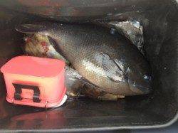 腹ボテの良型グレゲット！