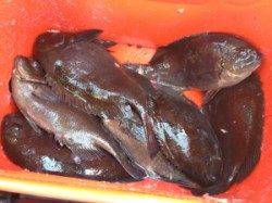 喰いが悪い中６匹も釣れば大漁です！萩尾でフカセ