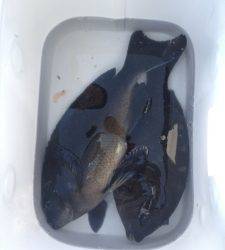 大島で良型グレゲット☆他には３０ｃｍ前後のグレは良く釣れたそう