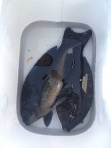 大島で良型グレゲット☆他には３０ｃｍ前後の…