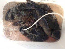 双子の親・カナトコで腹ボテのグレにカワハギもゲット