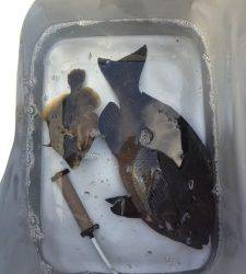 双子の親・カナトコで腹ボテのグレにカワハギもゲット