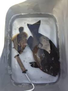 双子の親・カナトコで腹ボテのグレにカワハギ…