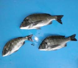 日引磯 フカセでチヌ〜44cm3匹