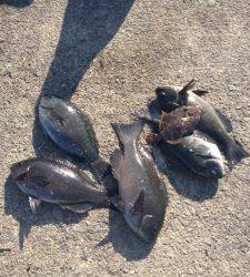 グレにカワハギと大漁です☆萩尾フカセ釣果