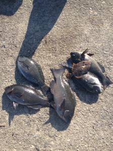 グレにカワハギと大漁です☆萩尾フカセ釣果