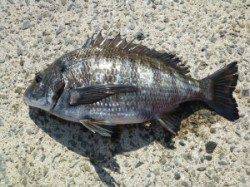 ケムリ島、フカセ釣りでチヌ