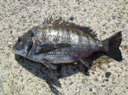 ケムリ島、フカセ釣りでチヌ