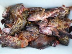 神谷一文字 底釣りでガシラ70匹の大漁