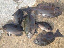 串本の磯 フカセでグレ〜44.5cm6匹