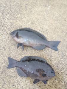 大島(ムシクイ)で水温１４．２度の中グレゲ…